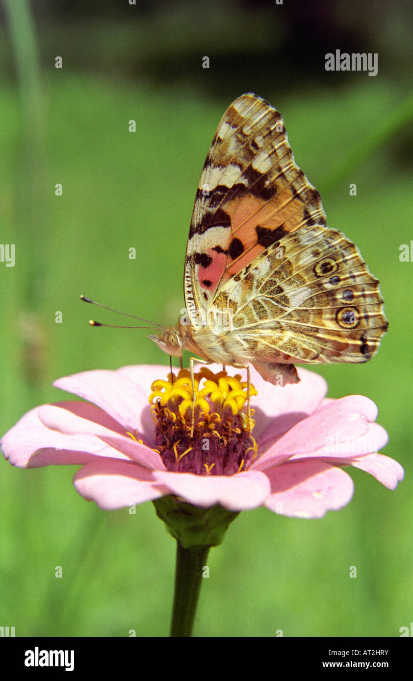 PAINTED LADY  butterfly.  Vanessa cardui melghat, Gugamal National Park, Chikhaldara, Maharashtra, INDIA on Zinnia flower Stock Photo