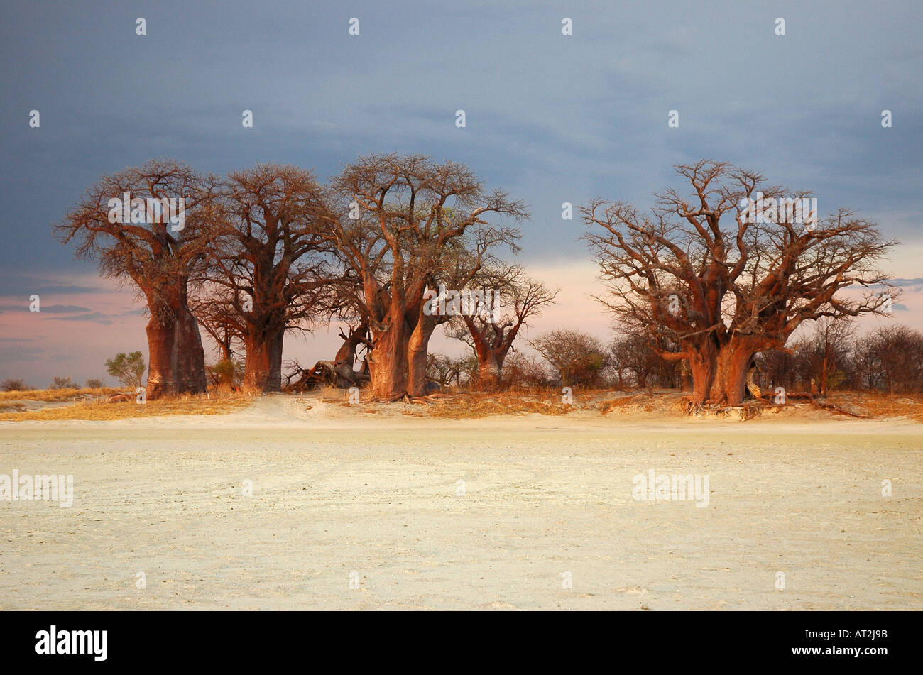 Pan Giant Baobab Trees Sunset Hi res Stock Photography And Images Alamy Pan Giant Baobab Trees Sunset Hi res Stock Photography And Images Alamy