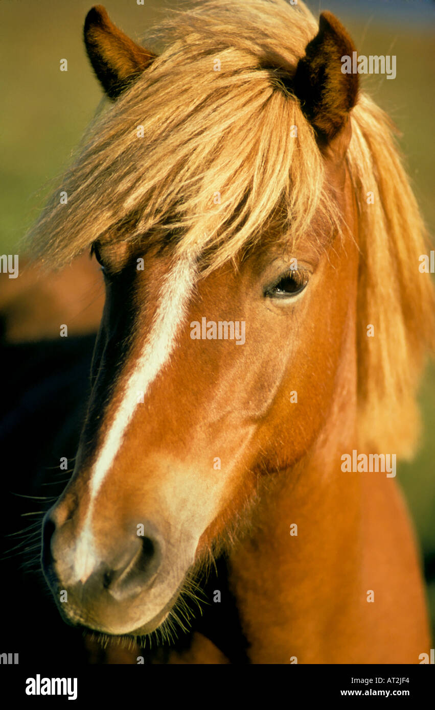 A touseled mane Icelandic pony illuminated by Midnight Sun late on a summer evening in a field in Reykjavik Iceland Stock Photo