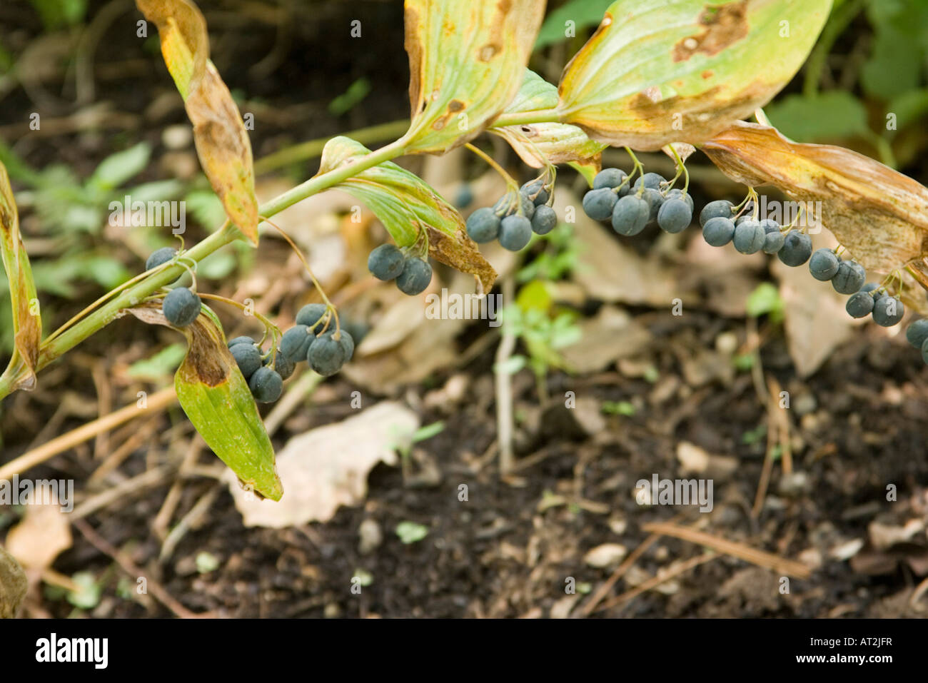 Solomon Seal Polygonatum commutatum St Louis Missouri United States 31 August Fruit Liliaceae Stock Photo