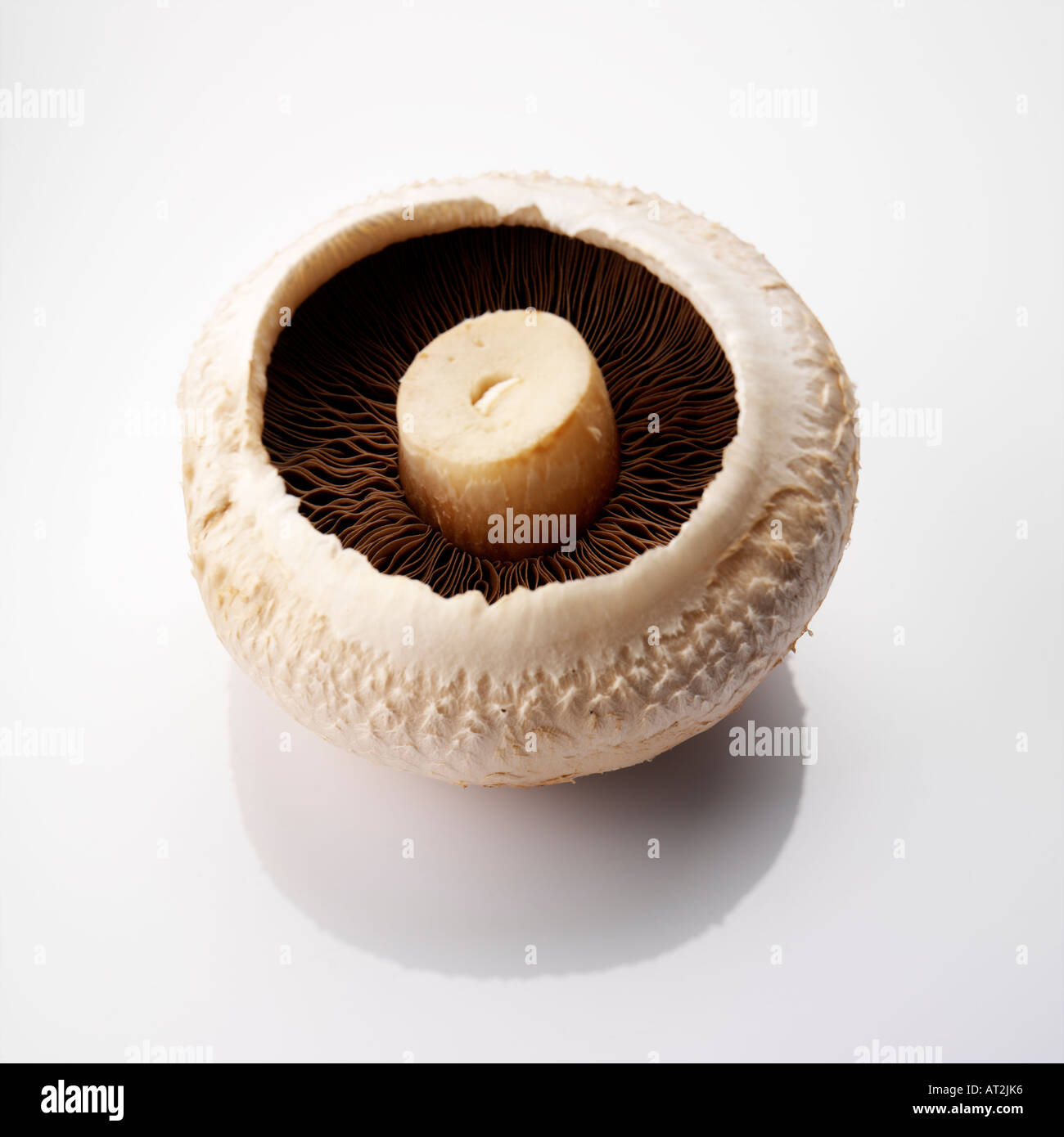 Jumbo Mushrooms 015 Stock Photo Alamy