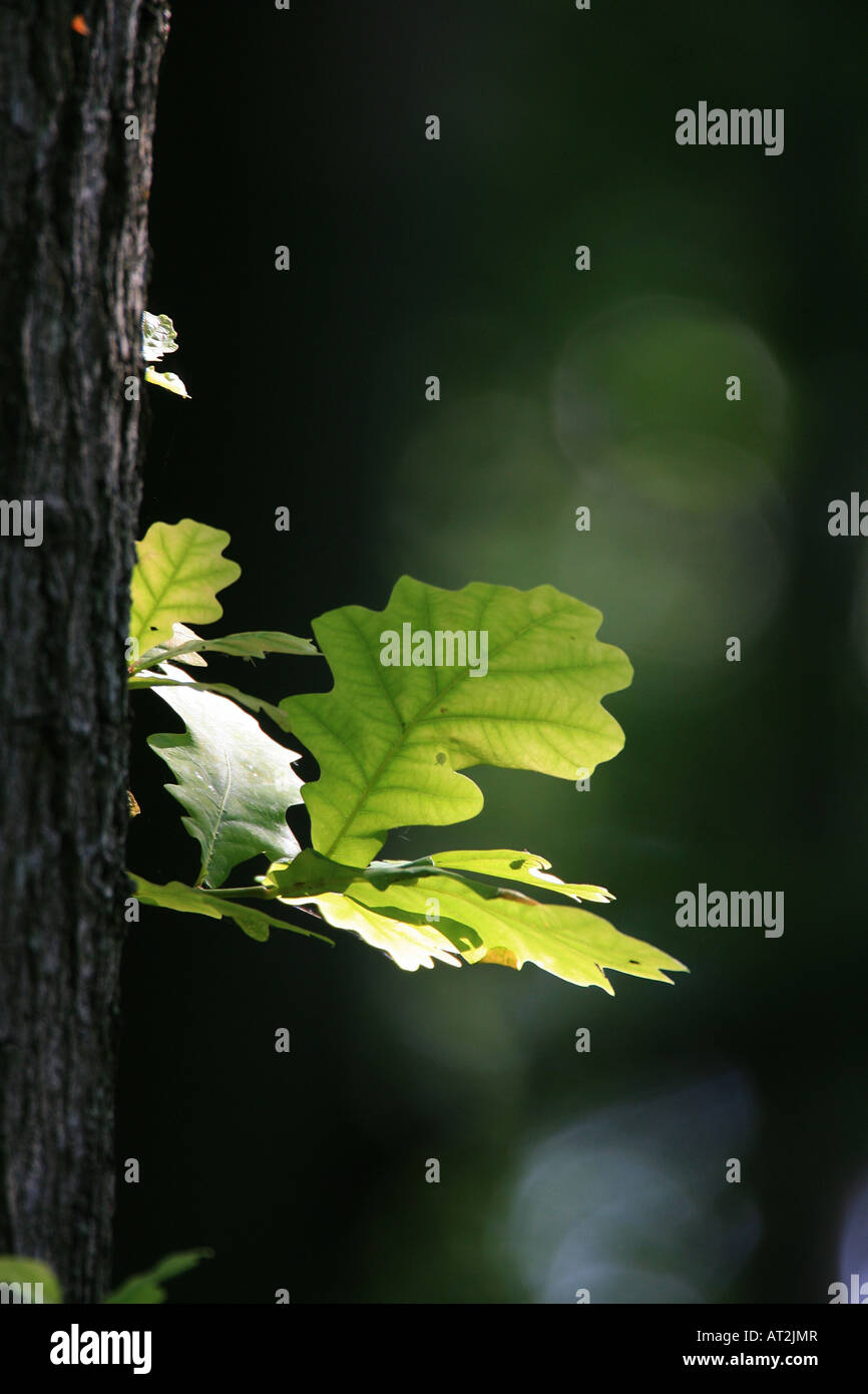 English oak quercus robur leaves hi-res stock photography and images ...
