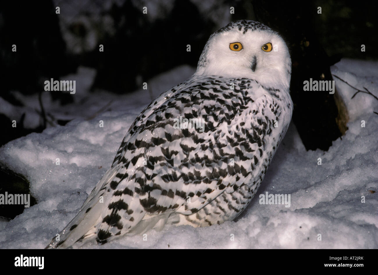 Snowy Owl Nyctea Scandia Sitting On The Snow Harfang Des Neiges Arctic Arctic Owl Arktis Aves Bubo Scandiacus Chouette Harfang E Stock Photo Alamy Snowy Owl Nyctea Scandia Sitting On The Snow Harfang Des Neiges Arctic Arctic Owl Arktis Aves Bubo Scandiacus Chouette Harfang E Stock Photo Alamy