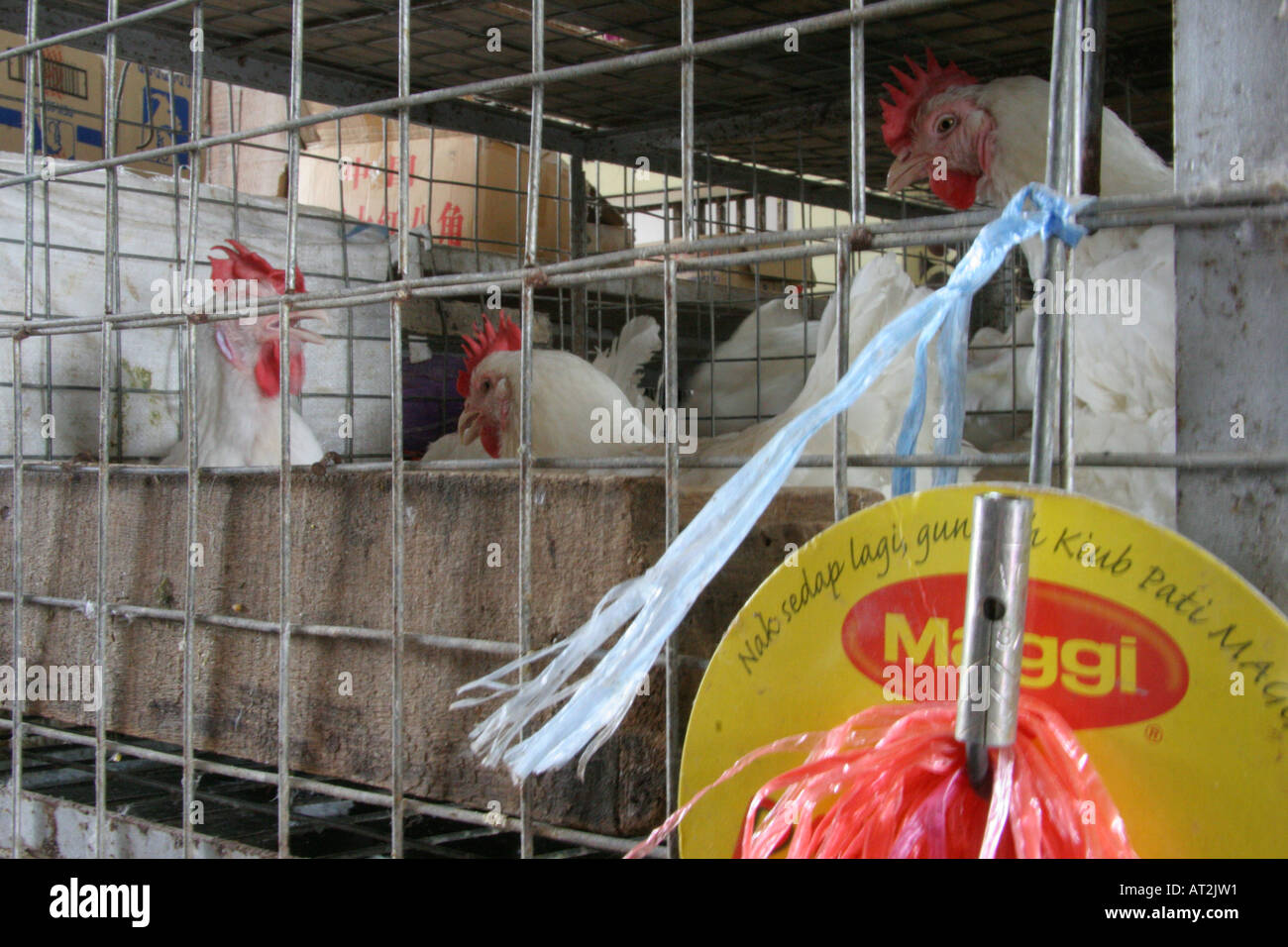 Live Chicken For Sale In The Poultry Market Off The Main Bazaar In
