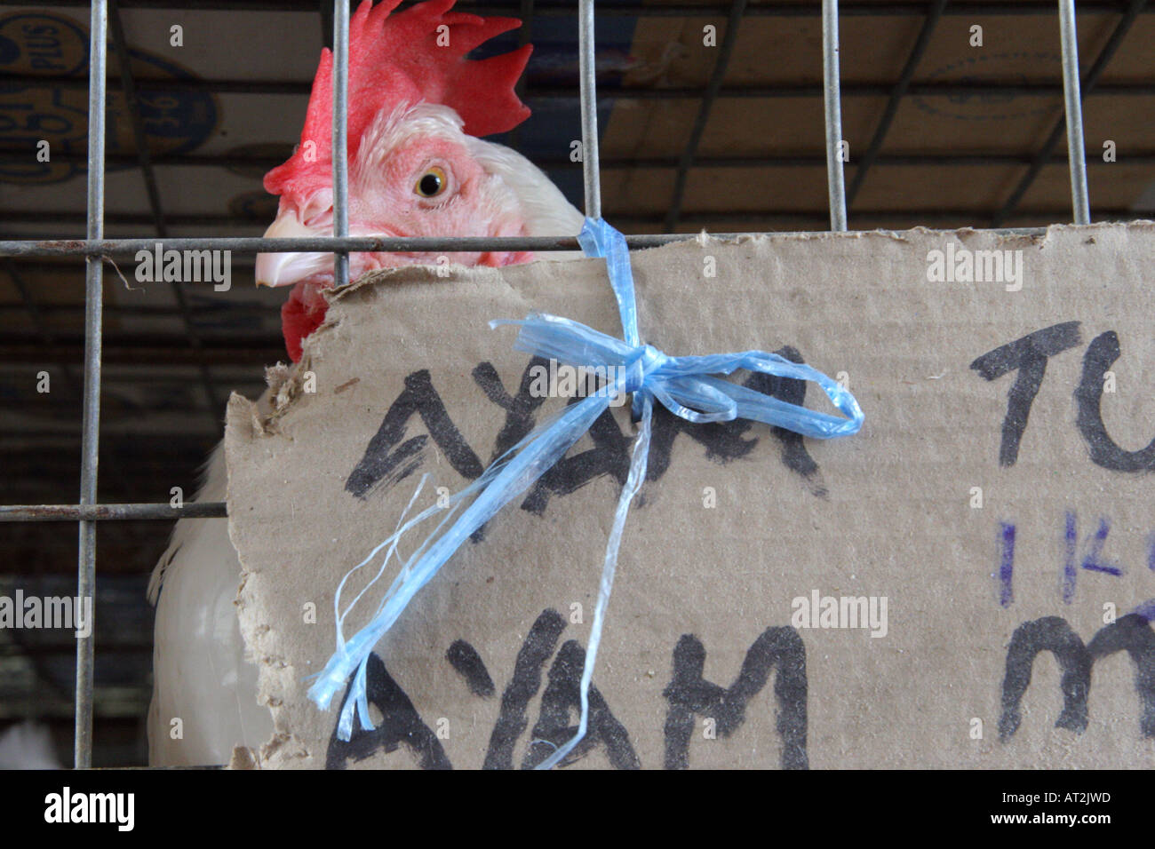 Live Chicken For Sale In The Poultry Market Off The Main Bazaar In