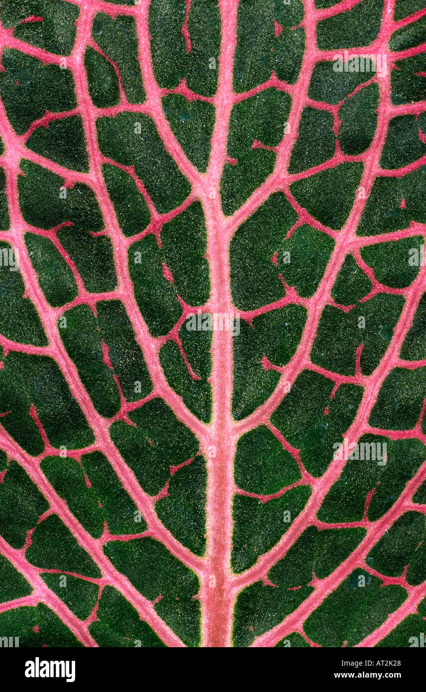 Detail of Painted Net Leaf Fittonia verschaffeltii Stock Photo
