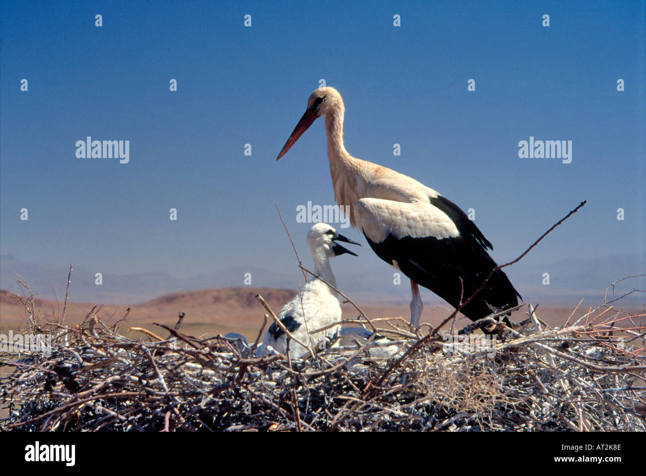 Kasbah rooftop stork nest, young chick and adult bird, Tifoultoute, High Atlas, central Morocco, Africa Stock Photo