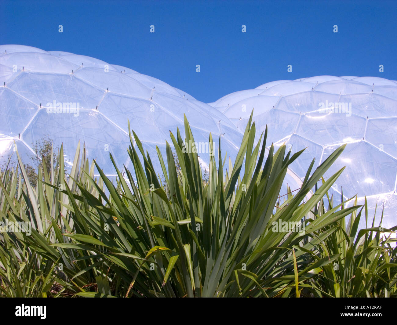 plants growing in the eden project St Austell's Cornwall England with