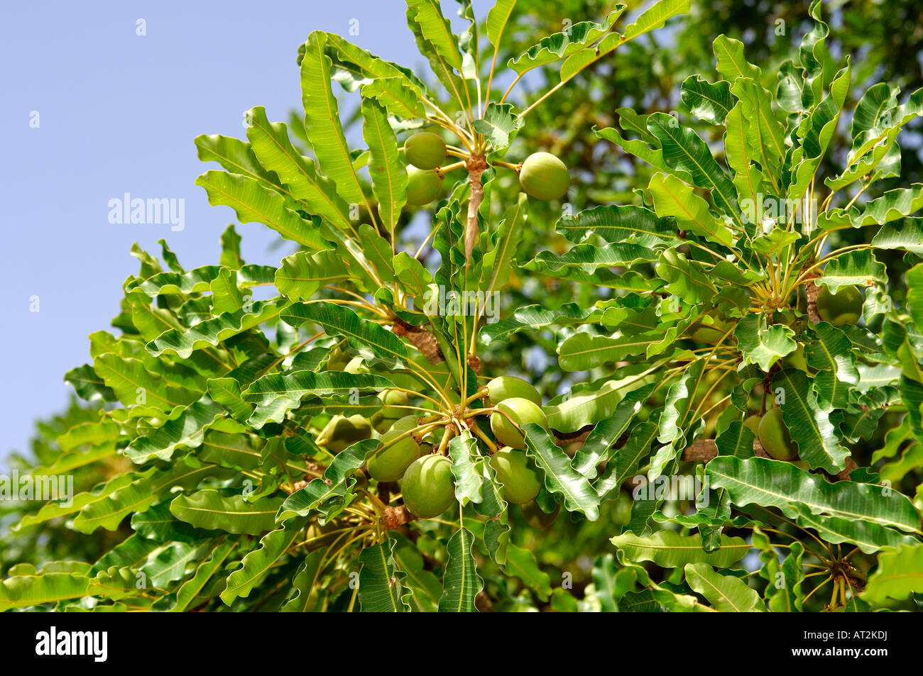 Fruits of Shea butter tree Karite tree Vitellaria paradoxa syn Butyrospermum parkii B paradoxa Burkina Faso Stock Photo
