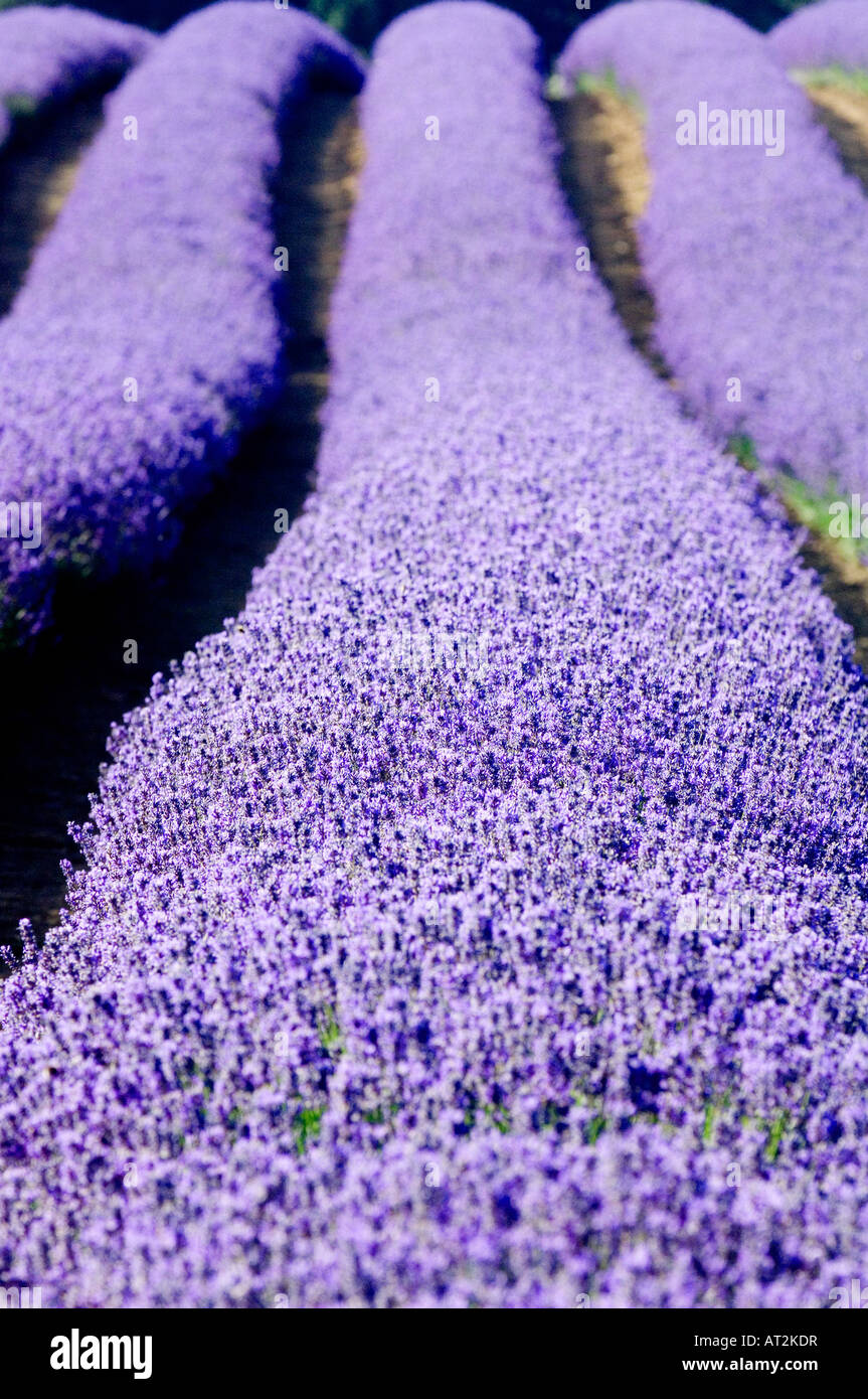 Colorful Lavender Fields showing typical rows of industrial scale production Stock Photo