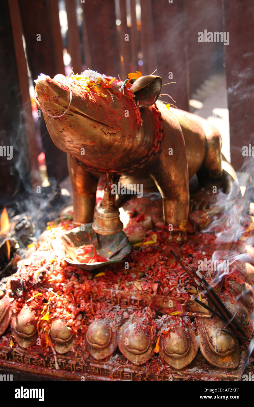 Nepal Pig High Resolution Stock Photography And Images Alamy