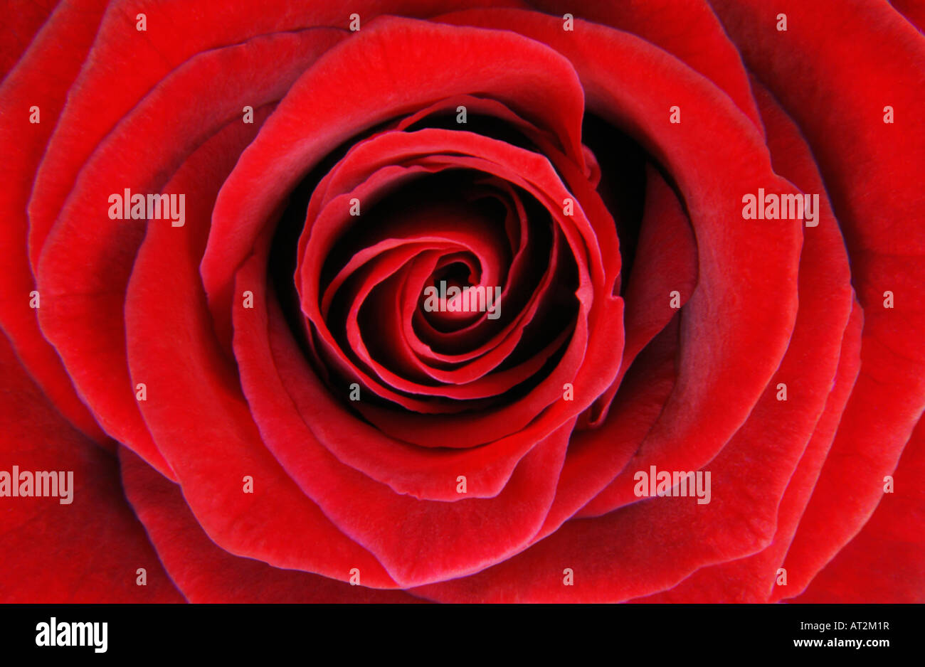 Red Rose close-up Stock Photo
