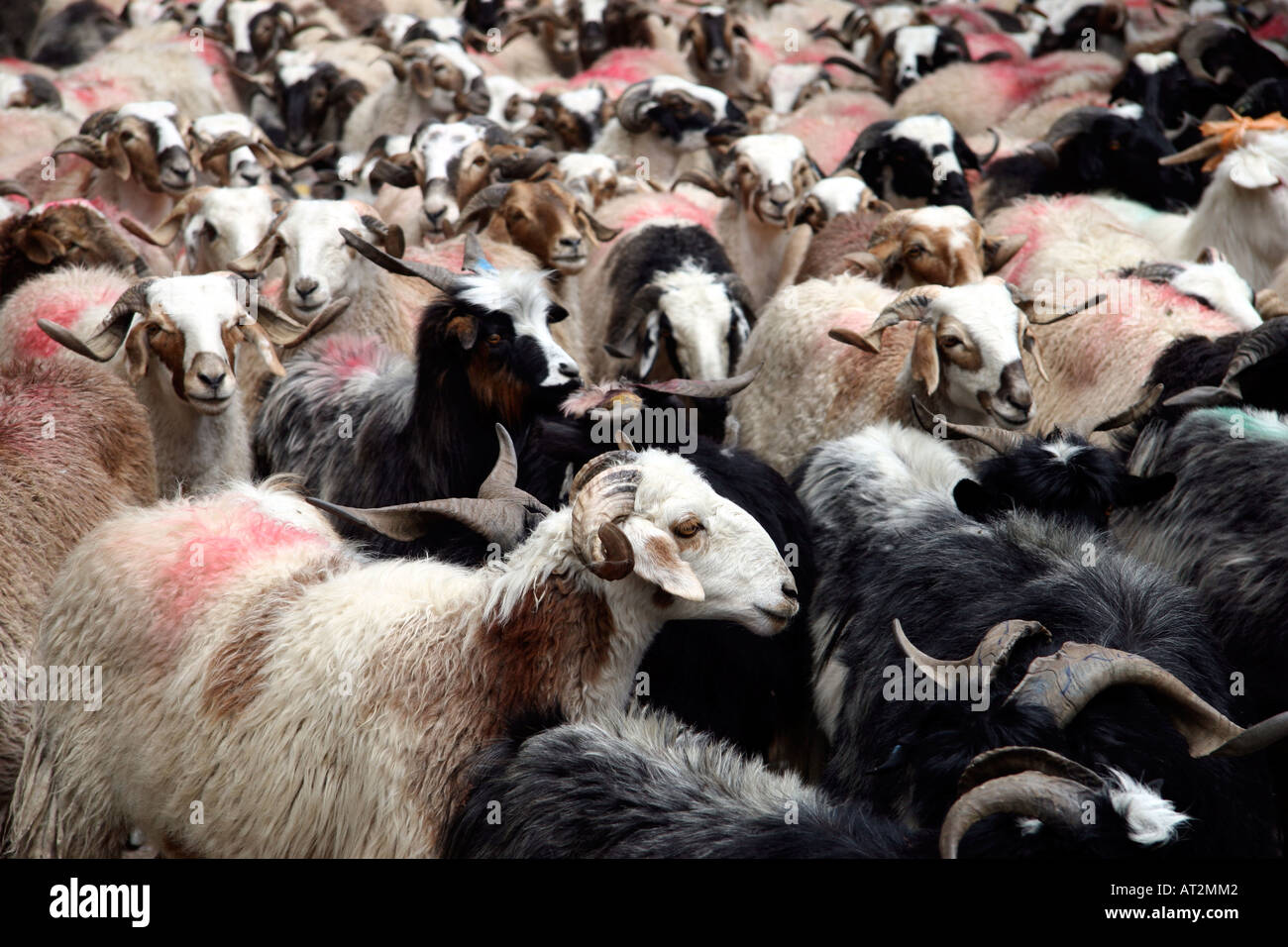 Sheep and goats being herded across the border from Zhangmu in China to