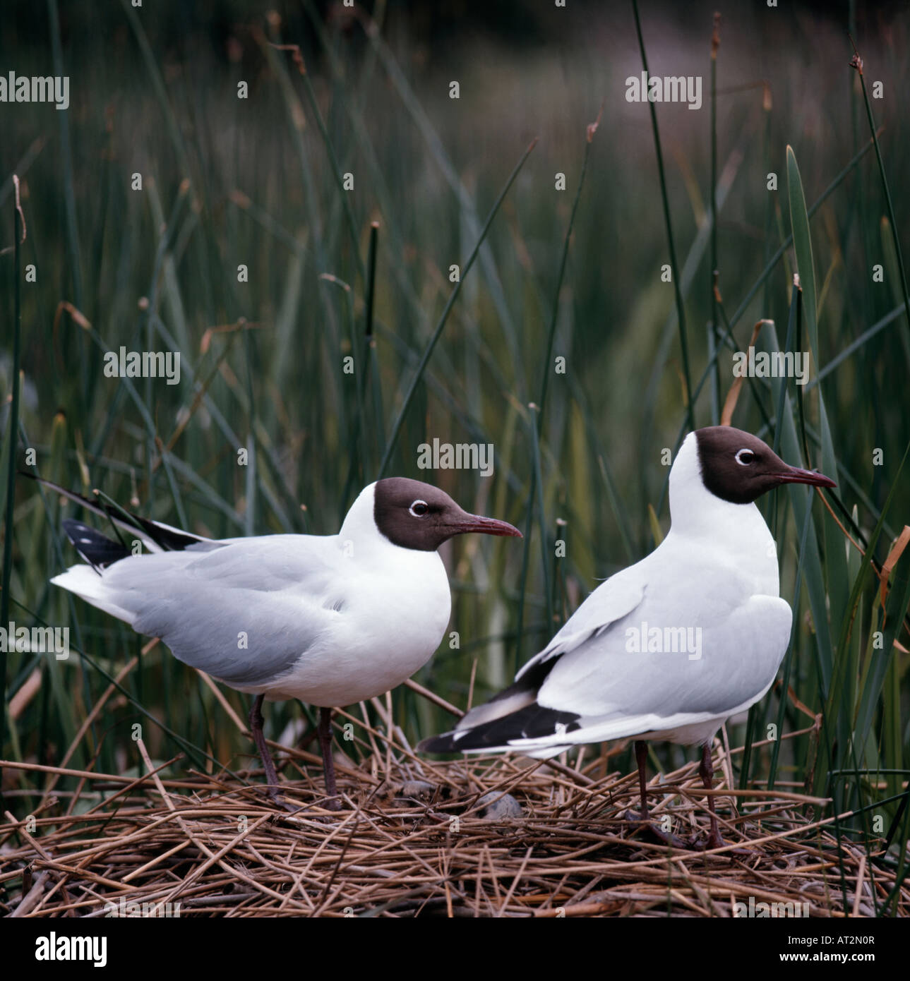 Mouette Rieuse Lachmoewe Black Headed Gull Larus Ridibundus Pair On Nest Animals Aves Birds Charadriiformes Europa Europe Gulls Stock Photo Alamy