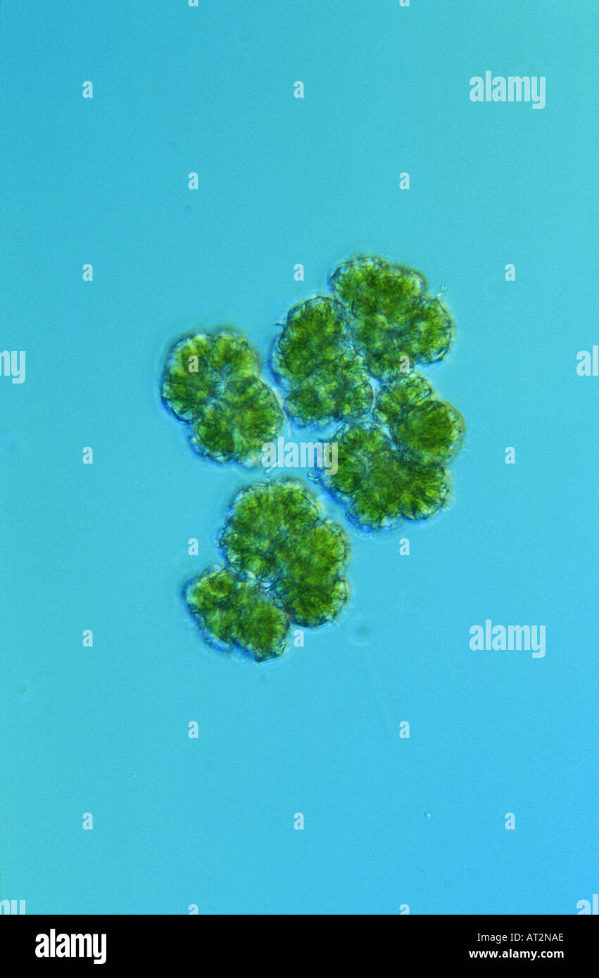 Green algae chlorophyceae hires stock photography and images Alamy