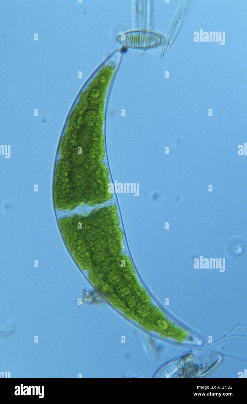 Closterium Chlorophyta Algae Optic micrsocopy Stock Photo