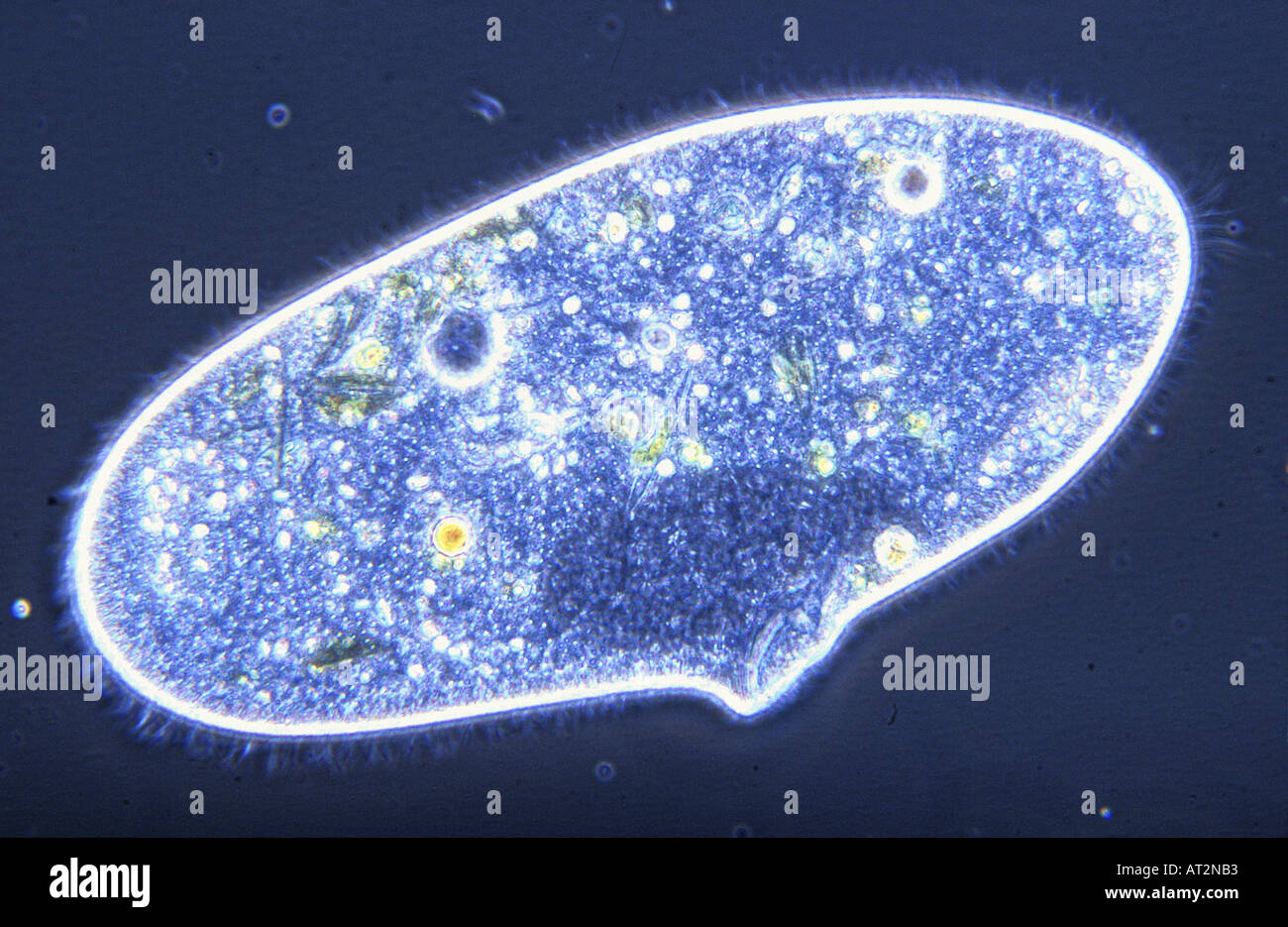 Paramecium sp Ciliata Protozoans Optic microscopy Stock Photo
