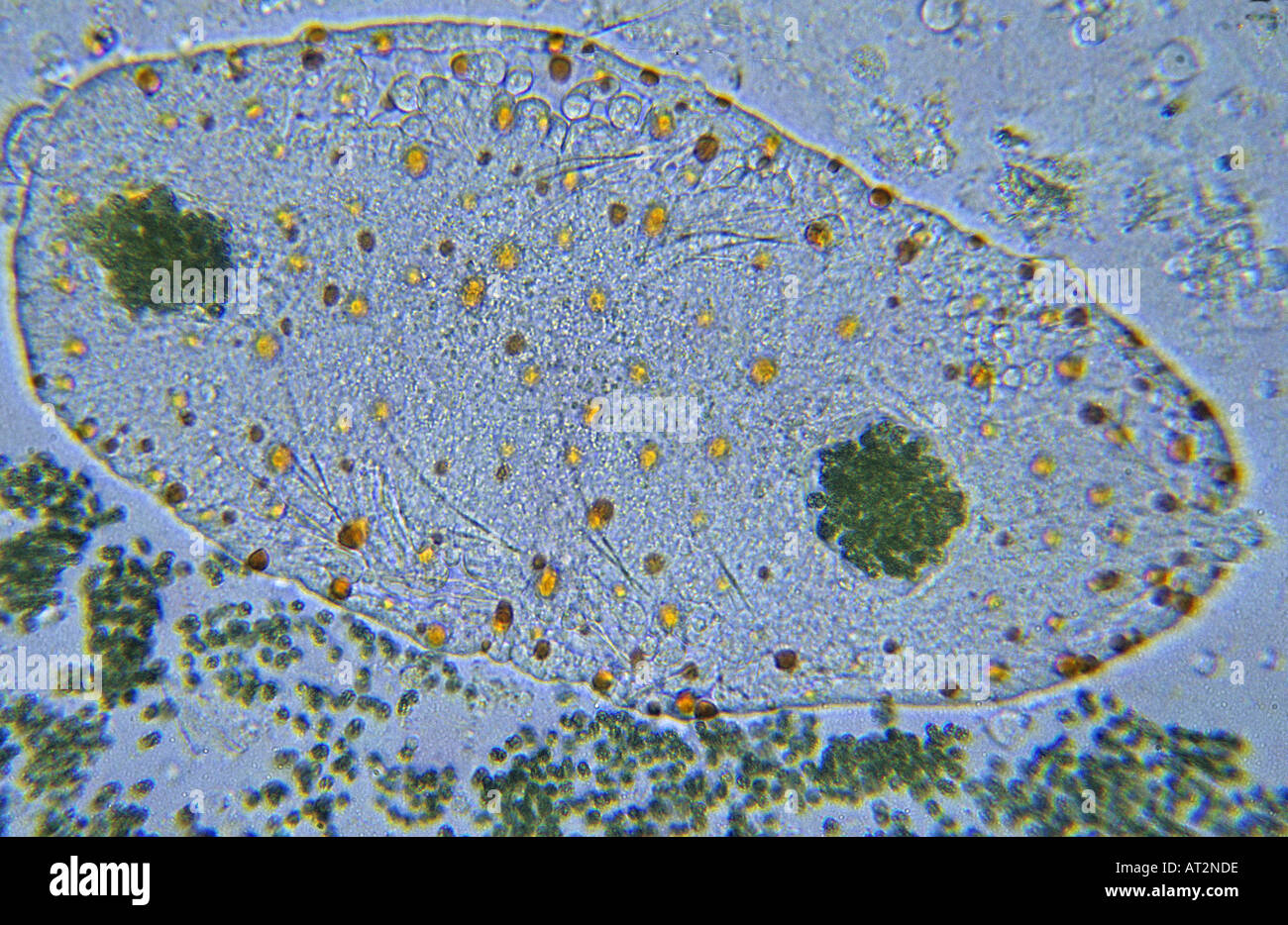 Microscopy amoeba hi-res stock photography and images - Alamy