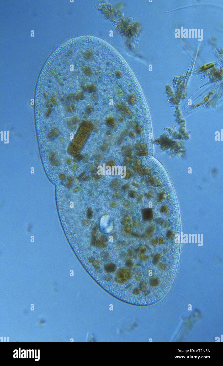 Bipartition Cell division Ciliata Protozoan Optic microscopy Stock Photo