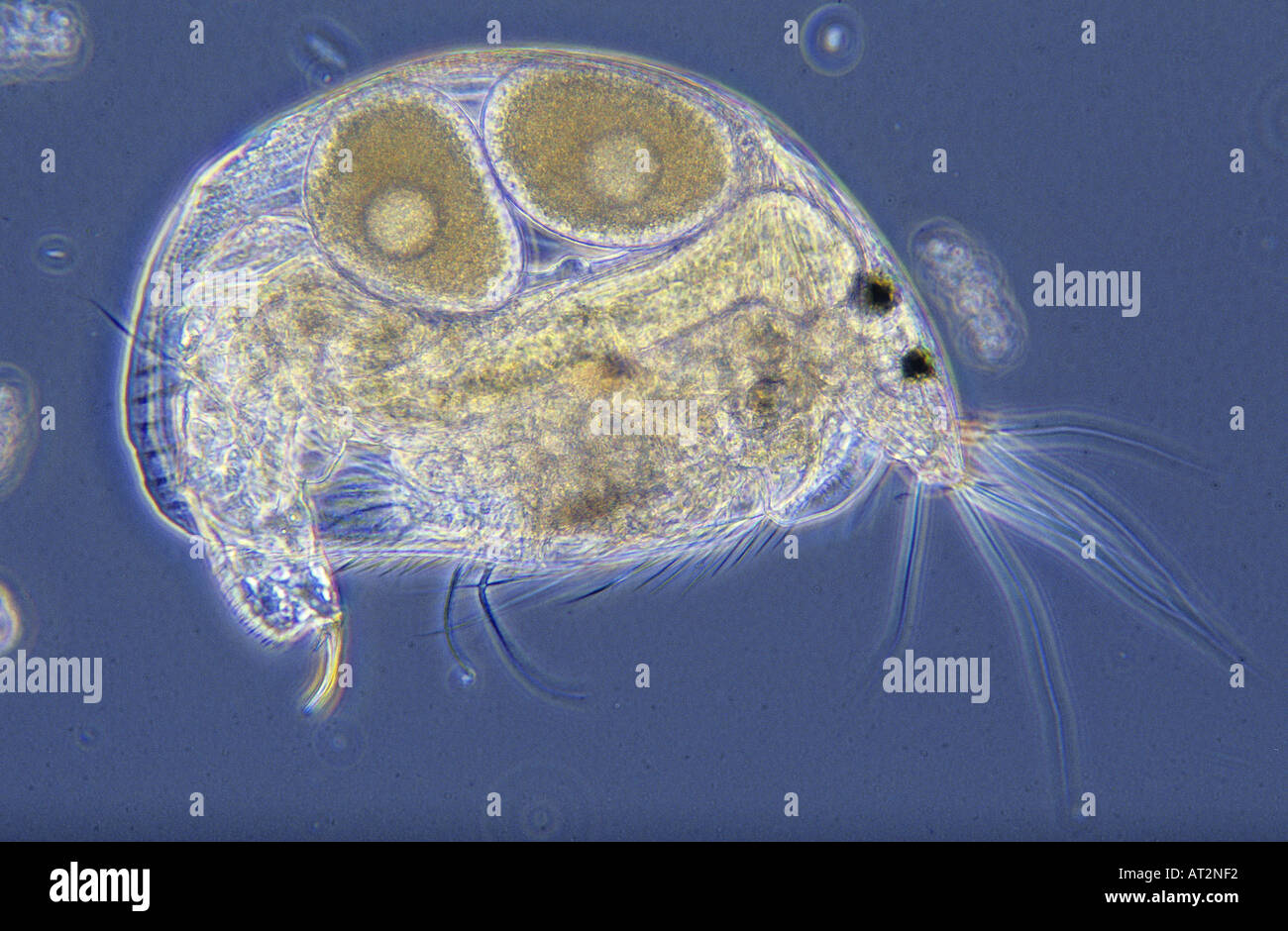 Alona sp Water flea with eggs Copepod Crustacean Invertebrate Optic
