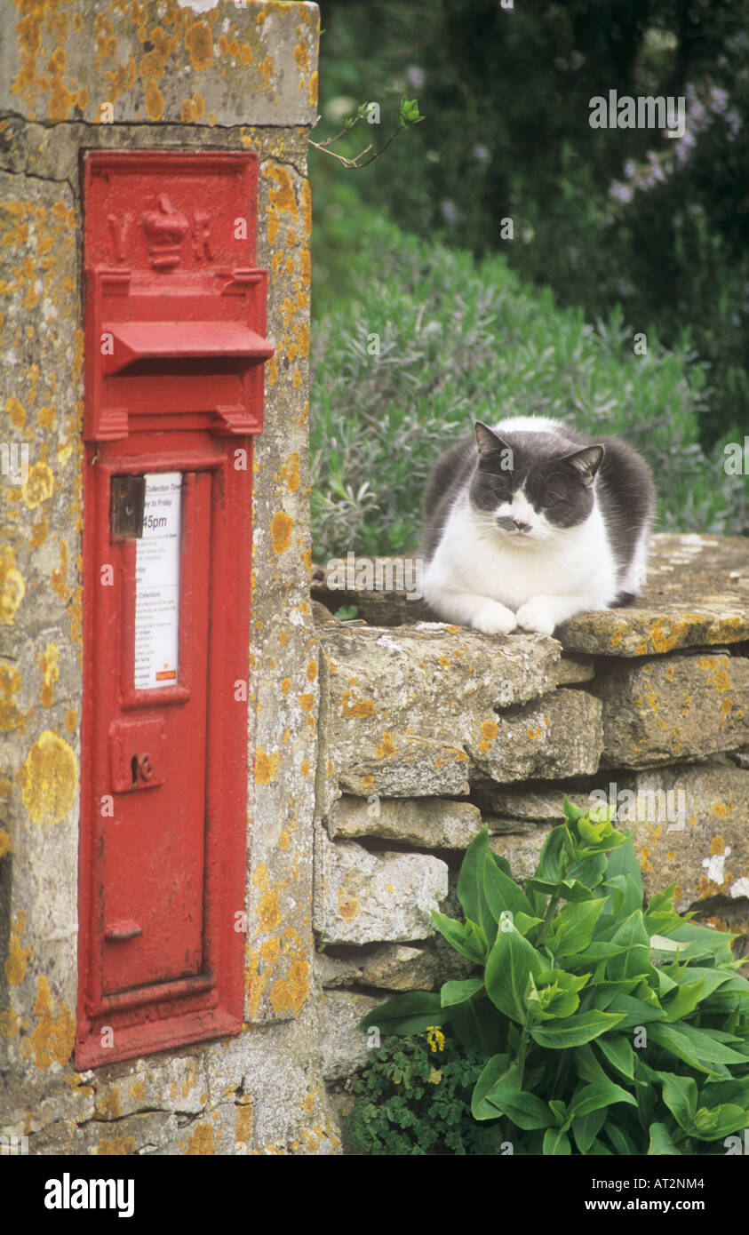 Postbox with cat Stock Photo Alamy