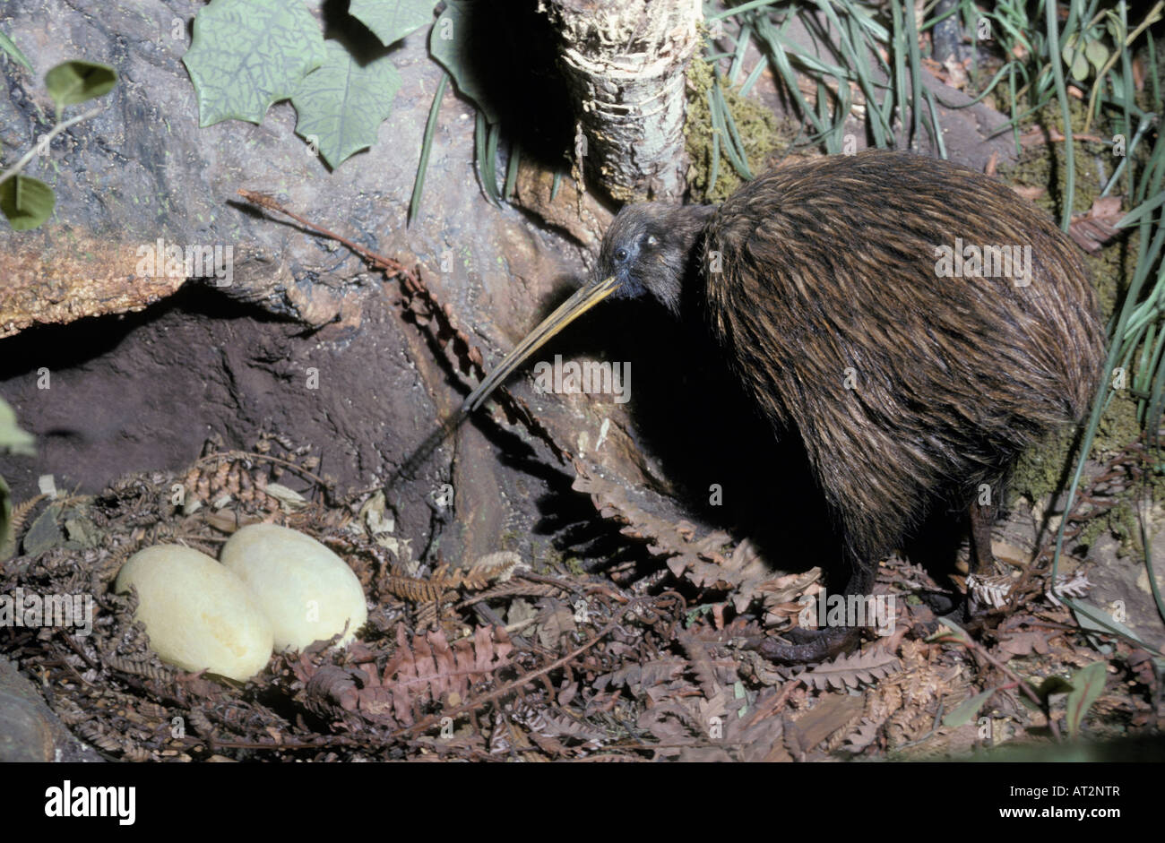 Animals kiwi hires stock photography and images Alamy