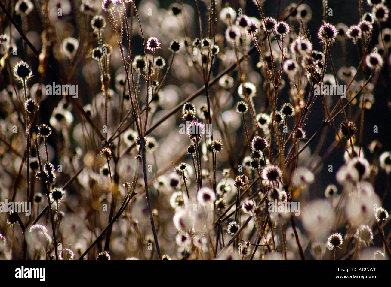 Small Teasel Dipsacus pilosus hi-res stock photography and images - Alamy