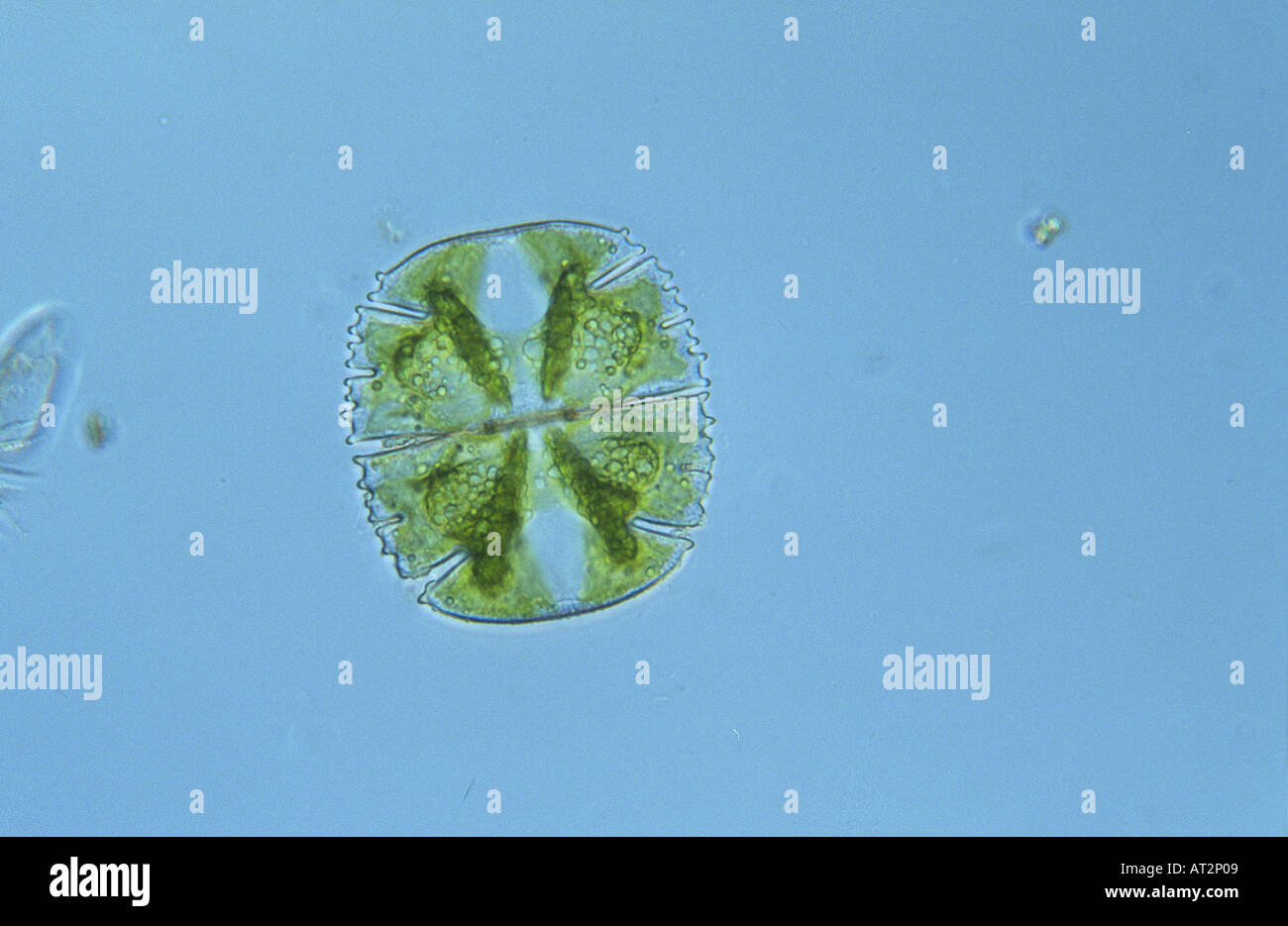 Micrasterias truncata Chlorophyta Algae Seaweed Optic micrsocopy Stock Photo