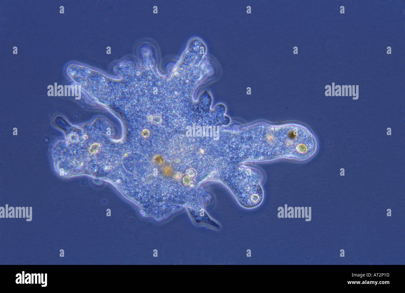 Amoeba Rhizopoda Protozoans Optic microscopy Stock Photo