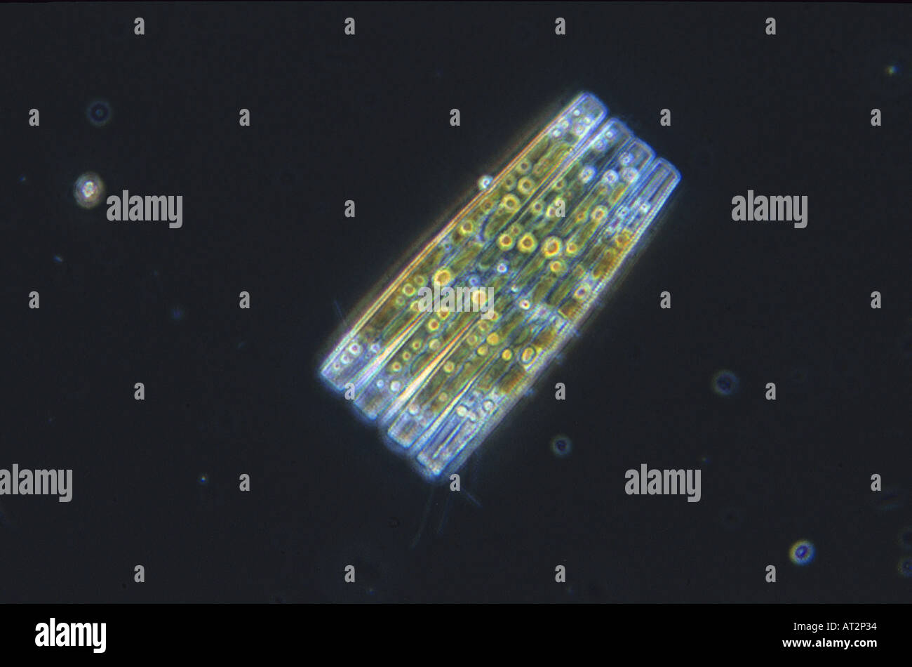 Diatom algae microscopy hi-res stock photography and images - Alamy