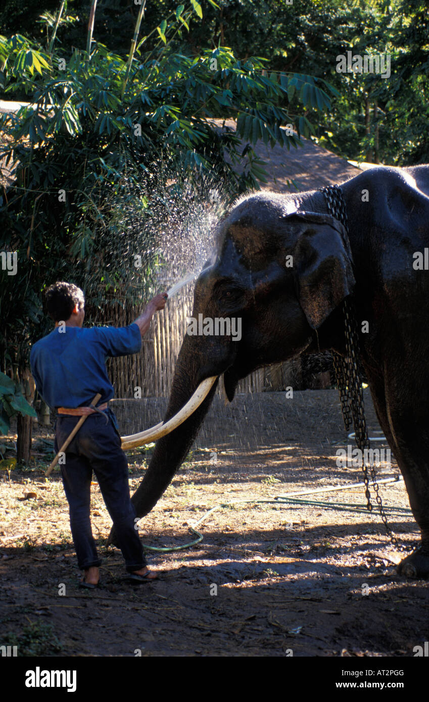 elephant indien Asiatischer Elefant Indian Elehant Asiatic Elephant Elephas maximus animals Asia Asien captive Elefanten Elefant Stock Photo