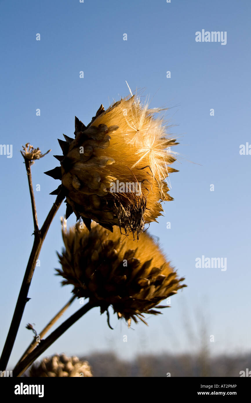 artichoke seed heads against blue sky Stock Photo Alamy