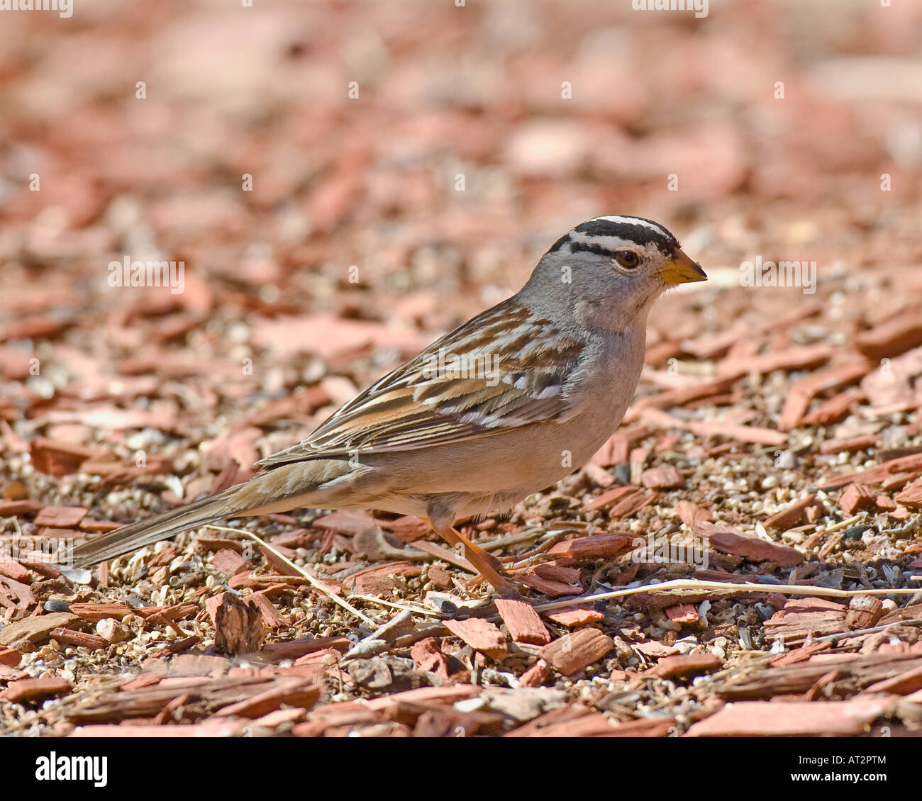 White-Crowded Sparrow in search of food.  Stock Photography by cahyman. Stock Photo