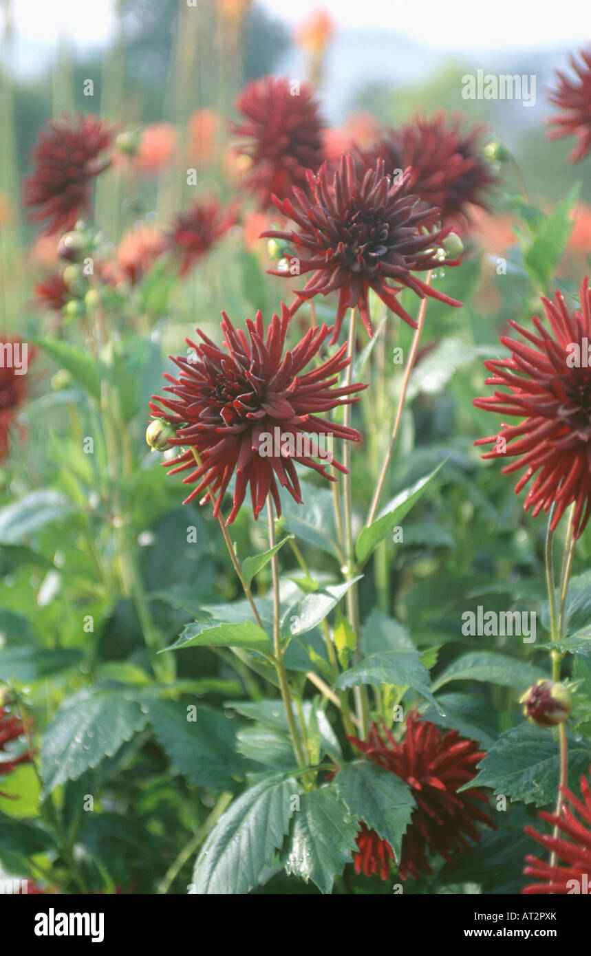 Close up dahlias hi-res stock photography and images - Alamy