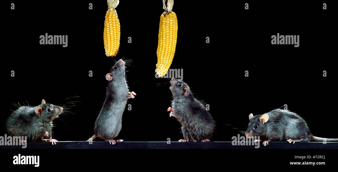 rat noir,Black Rat / (Rattus rattus),feeding with corn animals ...