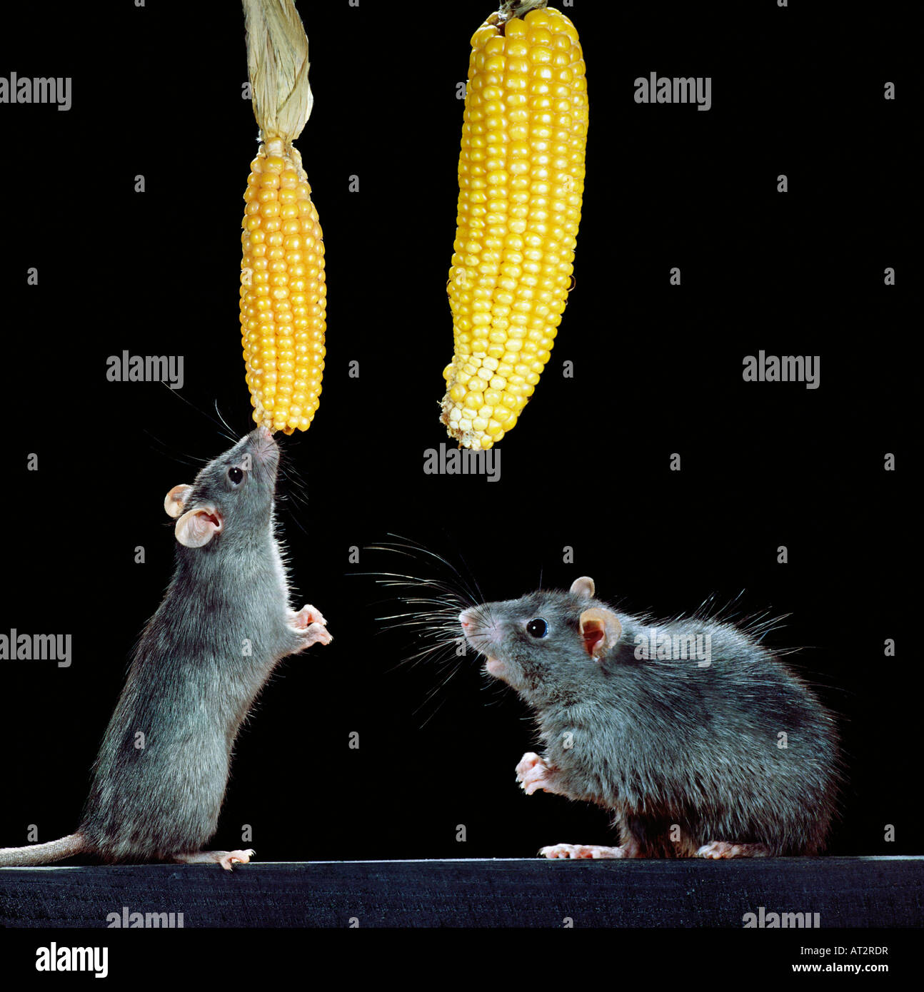rat noir,Black Rat / (Rattus rattus),feeding with corn animals ...