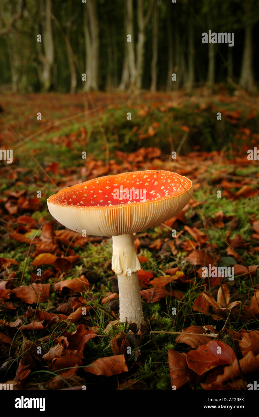 A close up of a Fly Agaric growing at the edge of a wood. Stock Photo