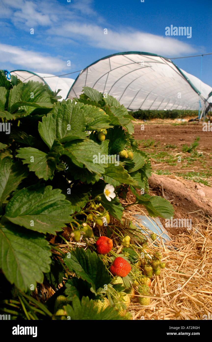 Strawberry polytunnel polytunnels strawberries hires stock photography