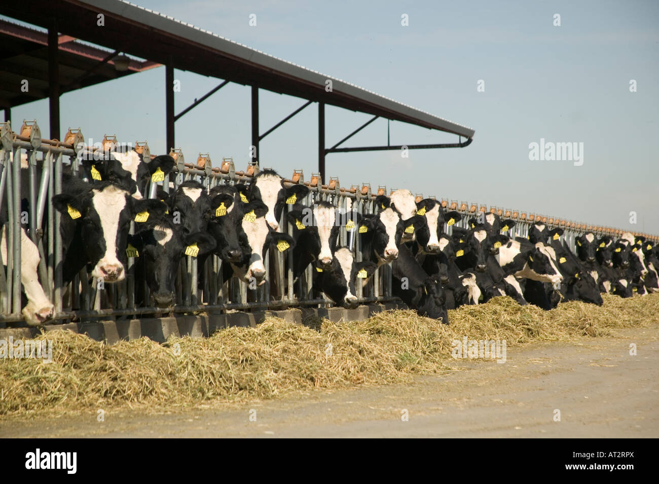 Holstein Dairy cows feeding on alfalfa,  stanchion. Stock Photo