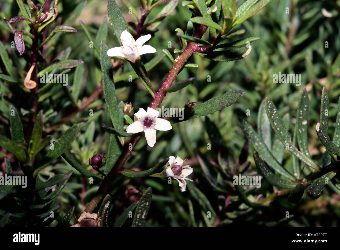 Creeping Myoporum/Boobialla Flowers and Fruits-Myoporum parvifolium-Family Myoporaceae Stock Photo
