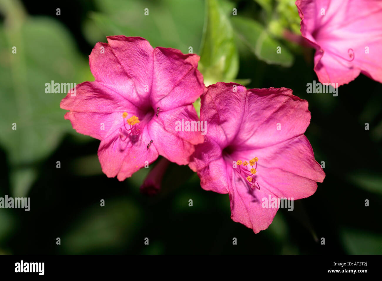 Four-'O Clock Flowers/Marvel of Peru-Mirabilis jalapa-Family Nyctaginaceae Stock Photo