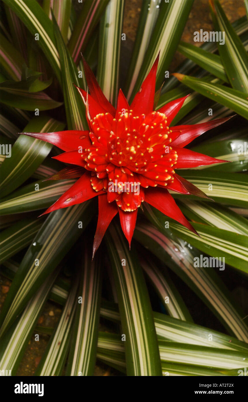 Guzmania, a flowering plant in the bromeliad family Stock Photo