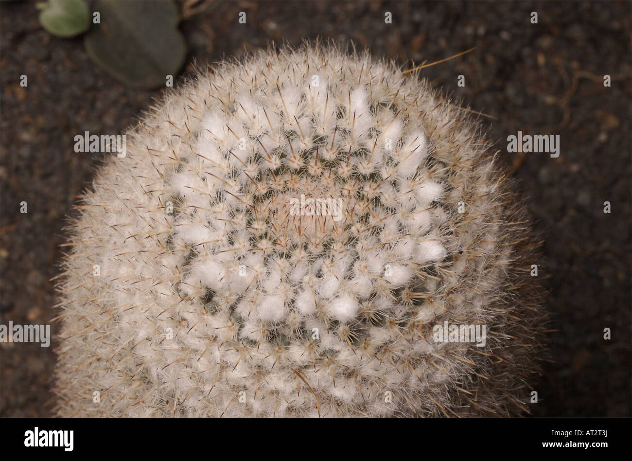 Mammillaria standleyi, a cactus native to Northwest Mexico, uses white hairy fibers to shade itself from too much sun. Stock Photo