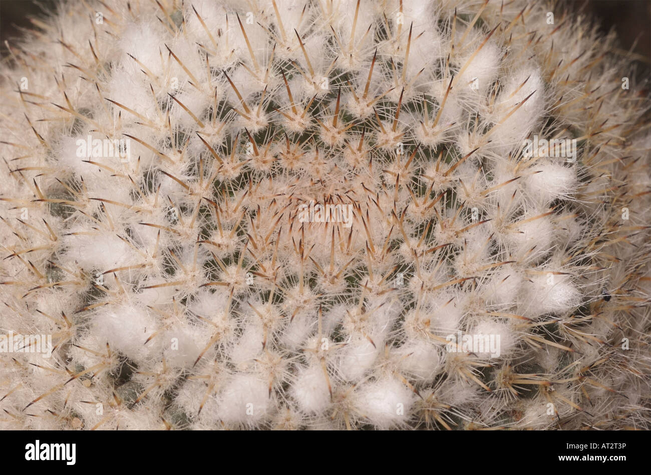 Mammillaria standleyi, a cactus native to Northwest Mexico, uses white hairy fibers to shade itself from too much sun. Stock Photo