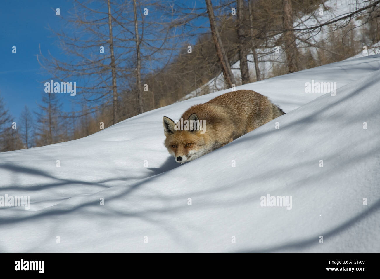volpe rossa Vulpes vulpes canidi mammiferi montagna inverno neve nevicata Parco Nazionale Gran Paradiso Valnontey Cogne Valle d Stock Photo