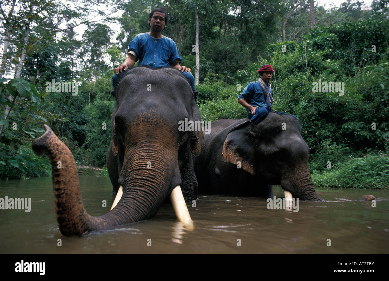 Indien Elefant