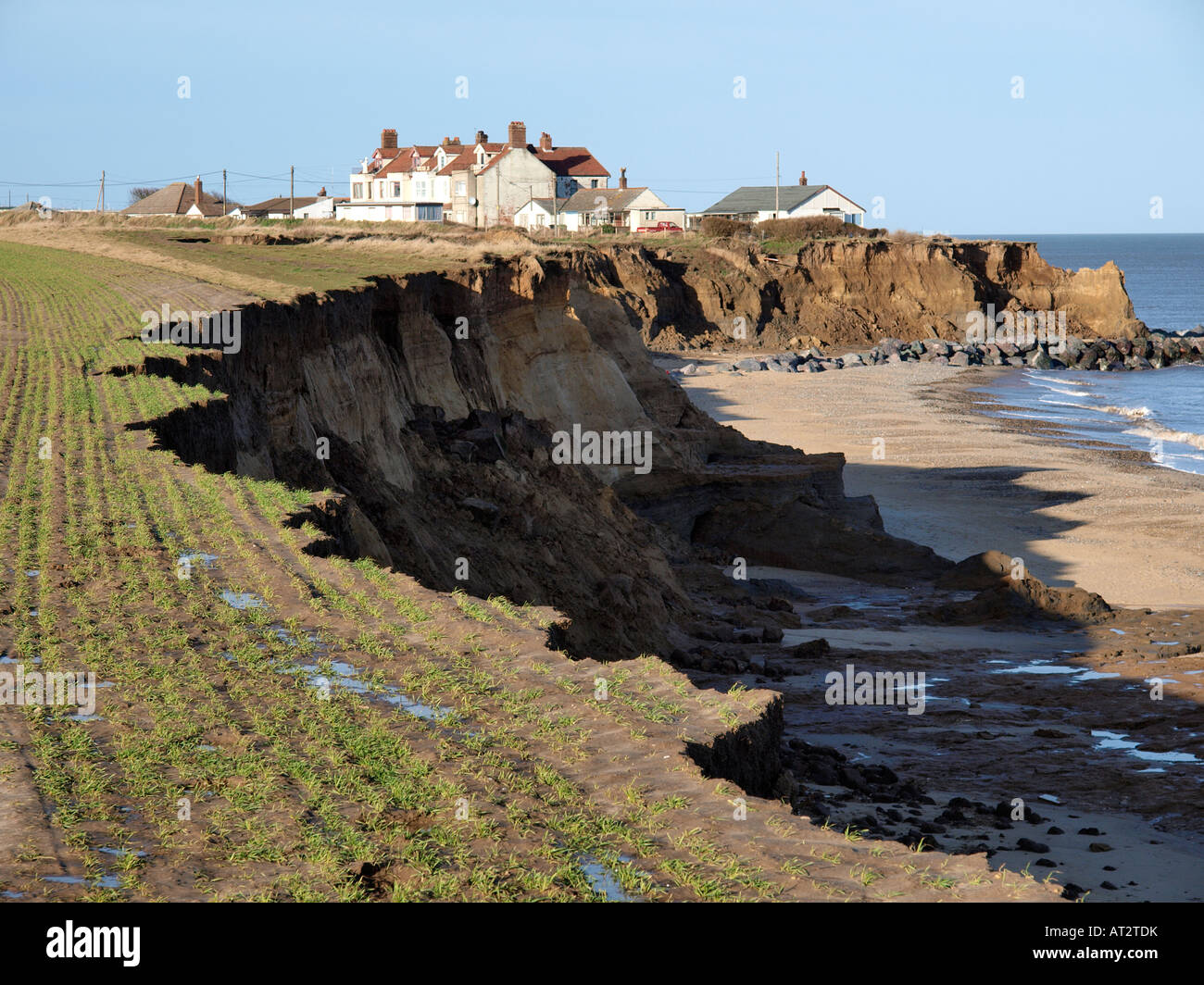 CLIFF TOP VIEW OF CROPS IN FIELD AND RECENT CLIFF EROSION,WITH THREATENED PROPERTIES BEHIND