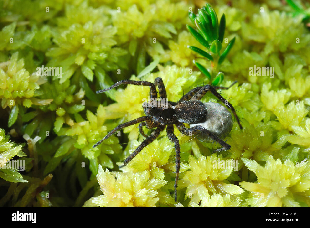 ragno Pirata sp con capsula ovigera in una torbiera alpina spider and its egg sac Stock Photo