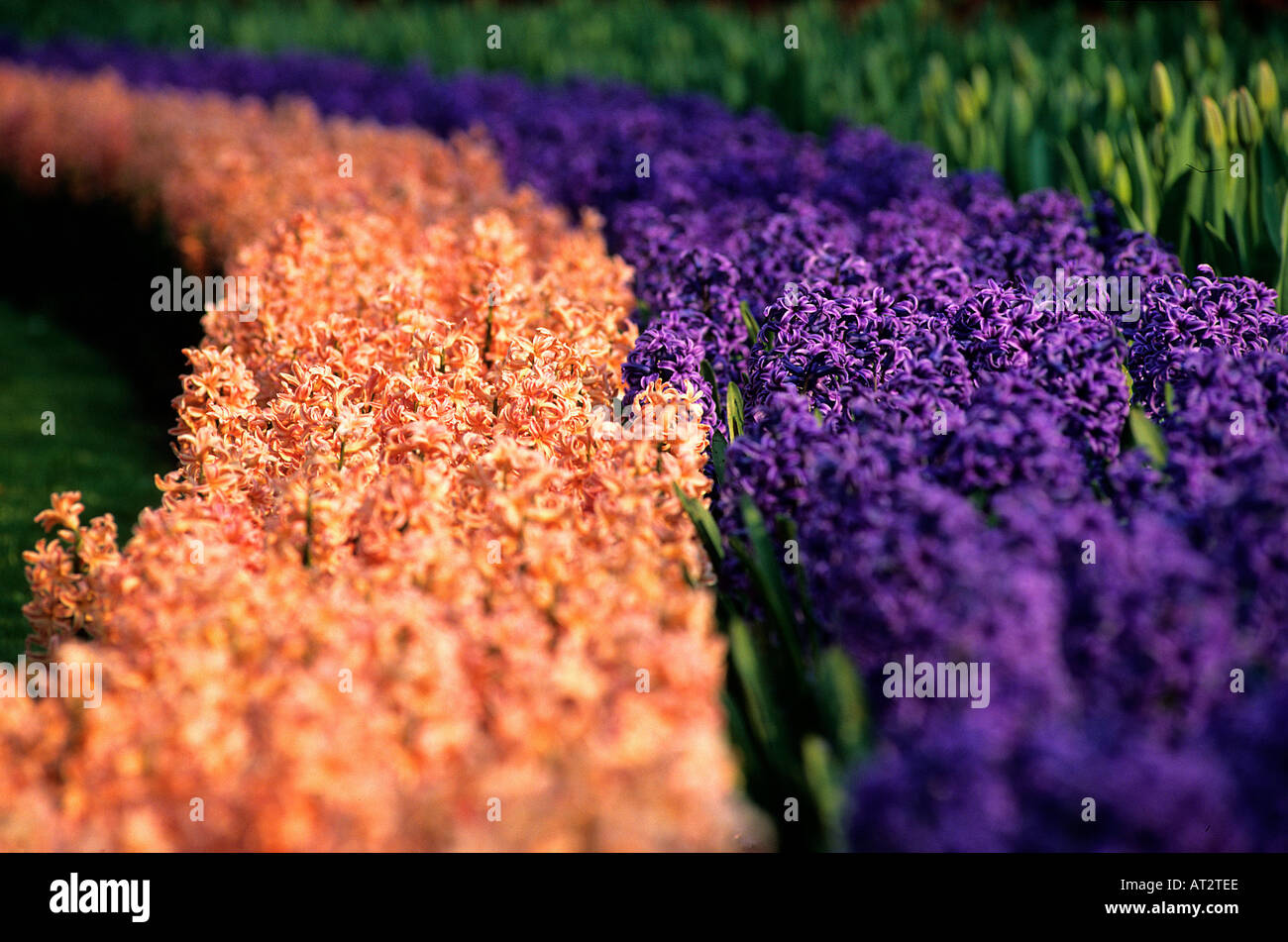 Field of Hyacinths Keukenhof Lisse Holland Stock Photo - Alamy