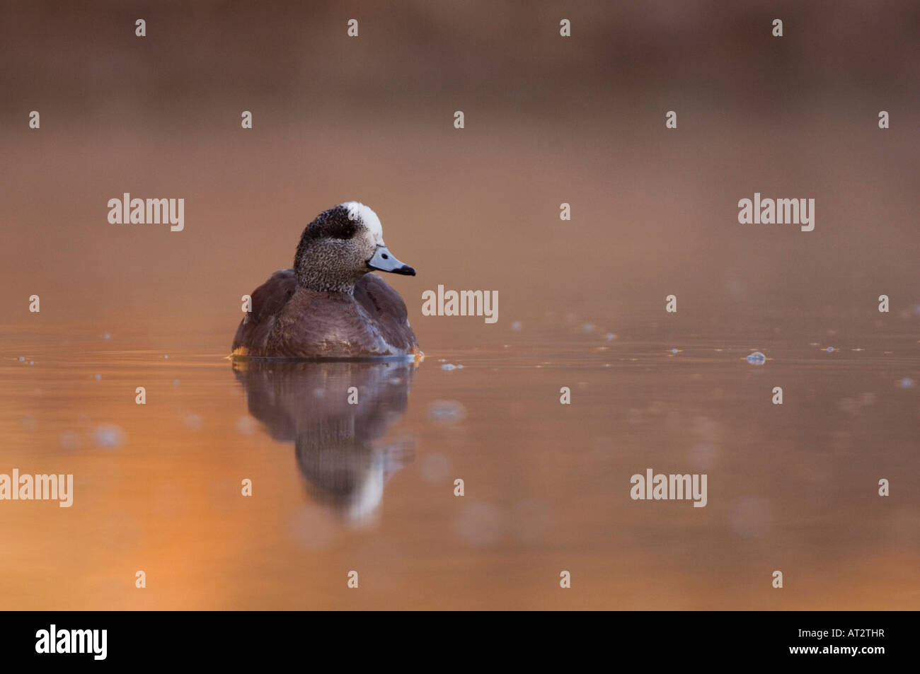 American Wigeon Anas americana adult male in fog swimming Hill Country Texas USA April 2007 Stock Photo